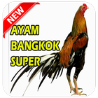Tips Rahasia Ayam Bangkok Super icône