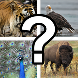 Animal Quiz