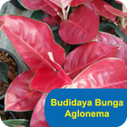 Budidaya Bunga Aglonema icône