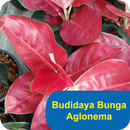 Budidaya Bunga Aglonema Mahal APK