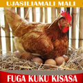 KUKU UFUGAJI