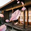 Escape: House Awaiting Spring icon