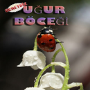 Uğur Böceği Fikirleri APK
