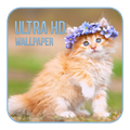 Cat Wallpaper Ultra HD