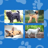 Dogs Quiz APK