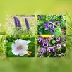 Flowers Quiz APK