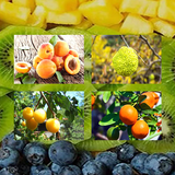 Fruits Quiz आइकन