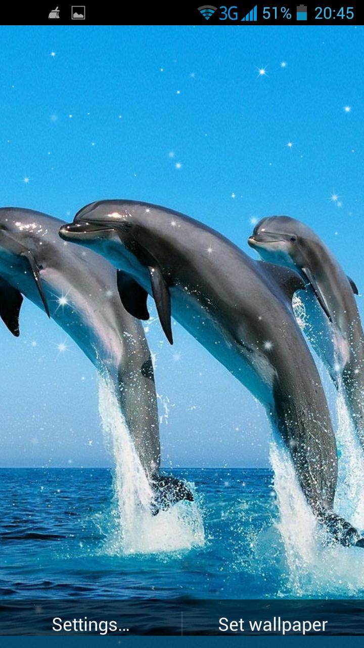 Dolphin 3D Live Wallpaper APK for Android Download Dolphin 3D Live Wallpaper APK for Android Download