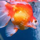 Gold Fish Live Wallpaper APK