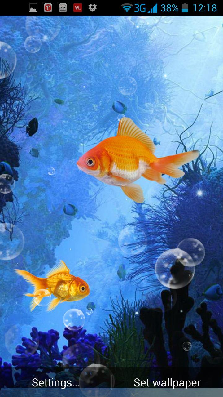 Gold Fish Live Wallpaper APK for Android Download