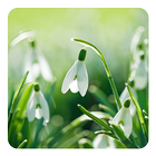 آیکون‌ Spring Flowers Live Wallpaper