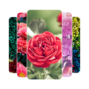 Flowers HD Wallpapers APK