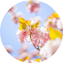 Spring HD Wallpapers APK