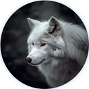Wolf HD Wallpapers APK