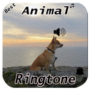 Animal Ringtone APK