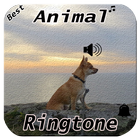 Animal Ringtone icône