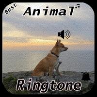 Animal Ringtone Affiche