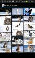 Cats in snow Affiche