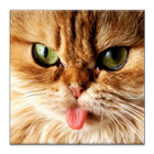 Cats wallpapers icon