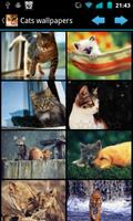 Cats wallpapers Affiche