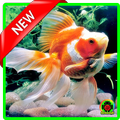 Koki Fish Wallpapers (HD)