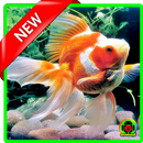 Koki Fish Wallpapers (HD) APK