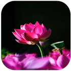 Flower Wallpapers آئیکن