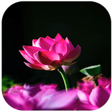 Flower Wallpapers