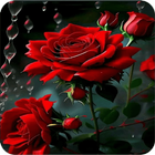 hình nền hoa hồng biểu tượng