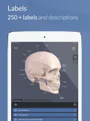 Head Atlas XAPK download