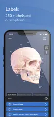 Head Atlas XAPK download