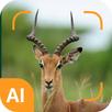 Animal identifier APK