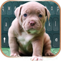 Cute Little Pitbull keyboard