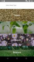 Weed Identifier penulis hantaran