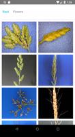 Weed Identifier syot layar 1