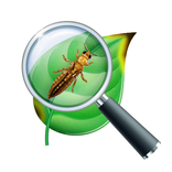 Болезни растения по фото