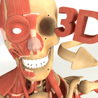 3D Anatomy+ آئیکن