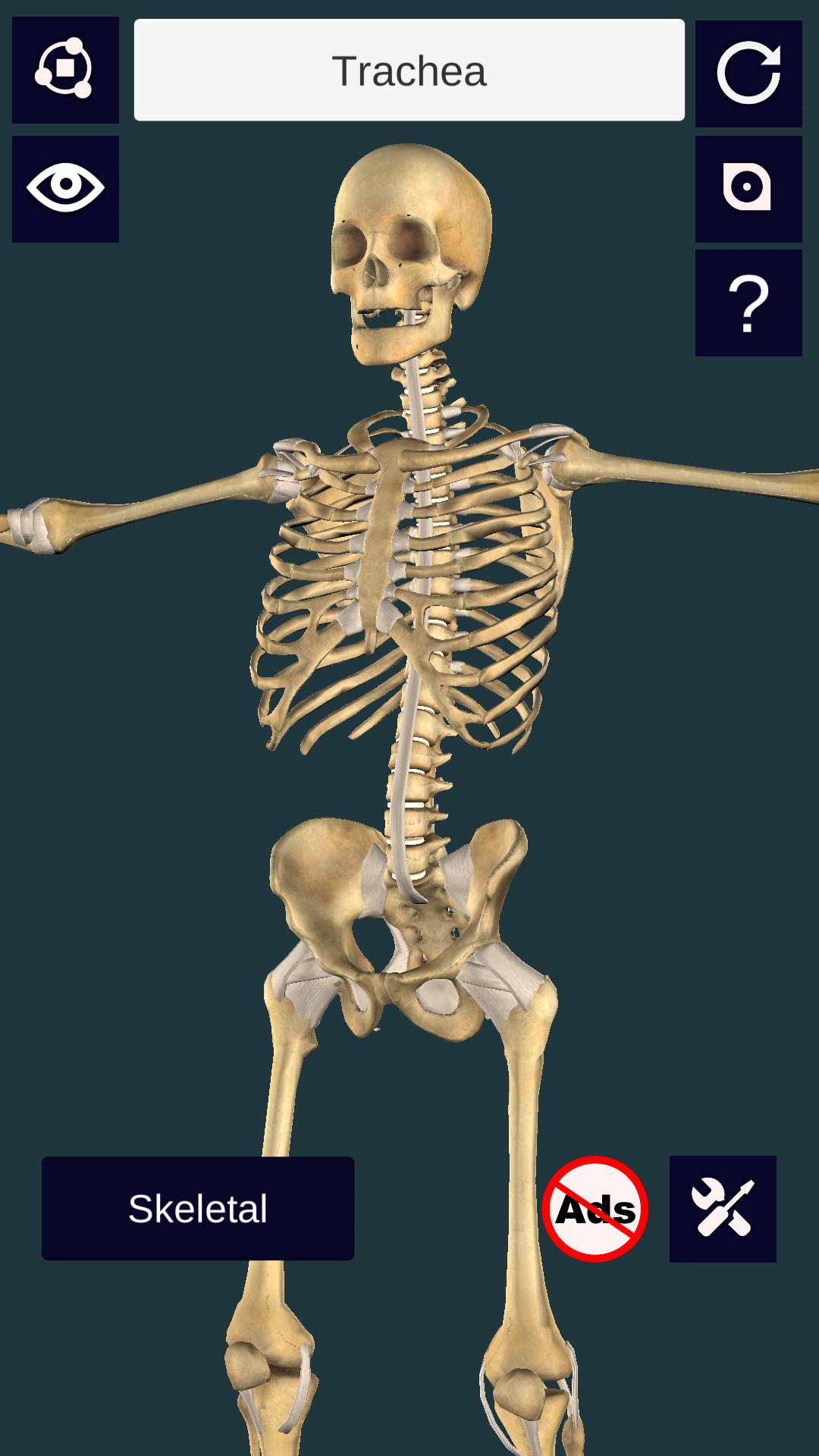 3d Anatomy For Android Apk Download - how to get the skeleton leg in roblox