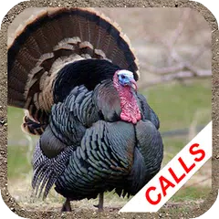 Turkey hunting calls APK Herunterladen