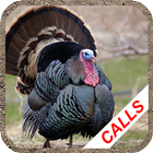 Turkey hunting calls icône