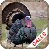Turkey hunting calls ícone