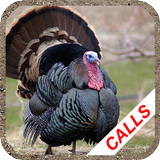 Turkey hunting calls APK