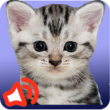 Cat sounds Zeichen