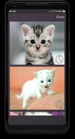 Cat sounds پوسٹر
