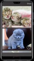 Cat sounds اسکرین شاٹ 2