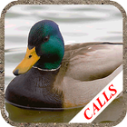 Duck hunting calls icono