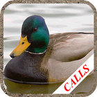 Duck hunting calls icon