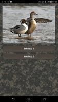 Duck hunting calls poster