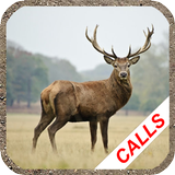 APK Deer hunting calls