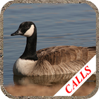 Goose hunting Calls icono